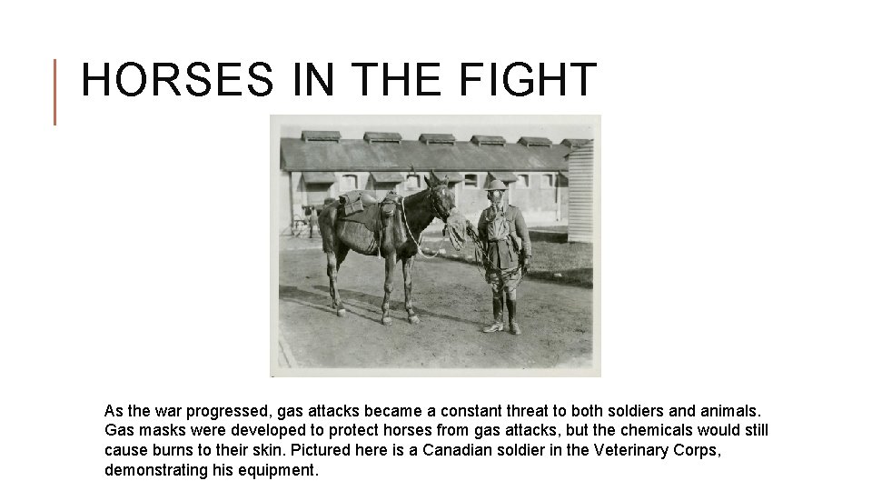 HORSES IN THE FIGHT As the war progressed, gas attacks became a constant threat HORSES IN THE FIGHT As the war progressed, gas attacks became a constant threat