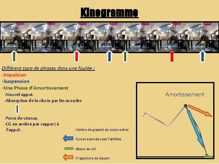 Kinogramme Différent type de phases dans une foulée : -Impulsion -Suspension -Une Phase d’Amortissement