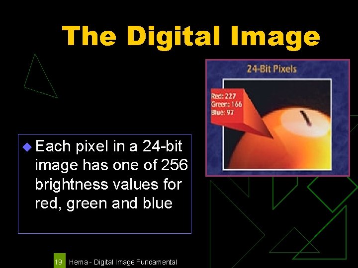 The Digital Image u Each pixel in a 24 -bit image has one of
