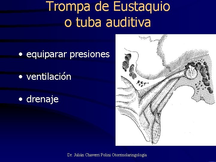 Trompa de Eustaquio o tuba auditiva • equiparar presiones • ventilación • drenaje Dr.