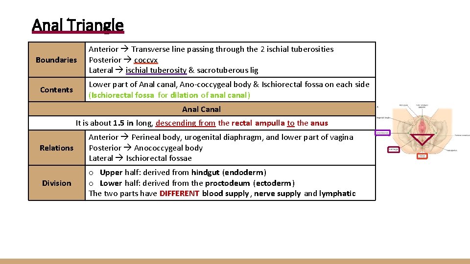 Anal Triangle Boundaries Contents Anterior Transverse line passing through the 2 ischial tuberosities Posterior