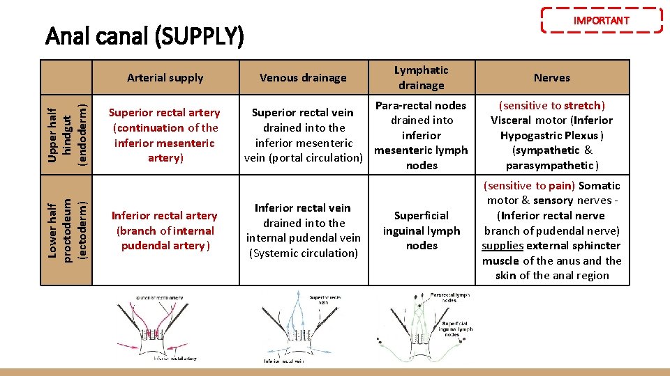 IMPORTANT Anal canal (SUPPLY) Lower half proctodeum (ectoderm ) Upper half hindgut (endoderm) Arterial