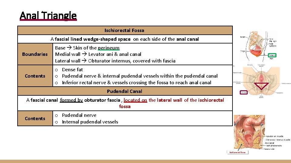 Anal Triangle Ischiorectal Fossa A fascial lined wedge-shaped space on each side of the