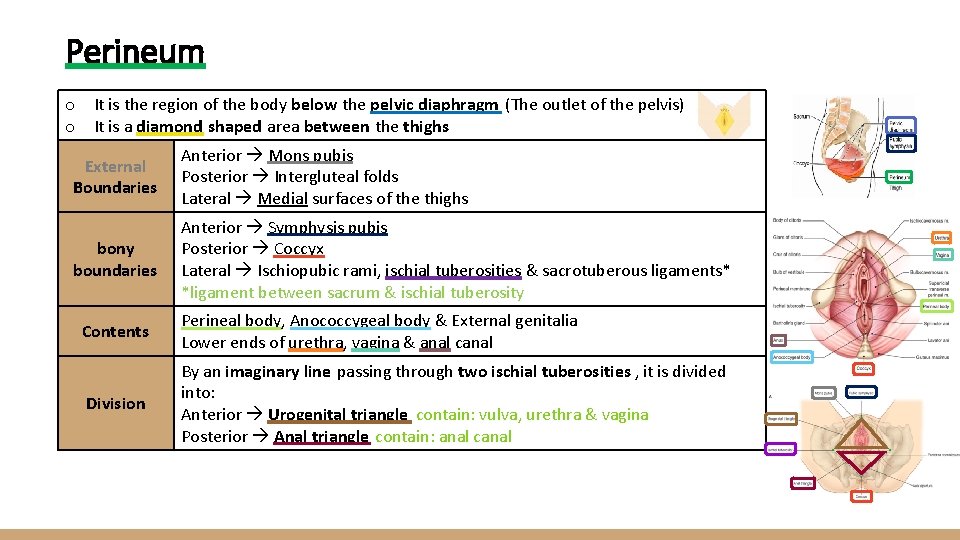 Perineum o It is the region of the body below the pelvic diaphragm (The