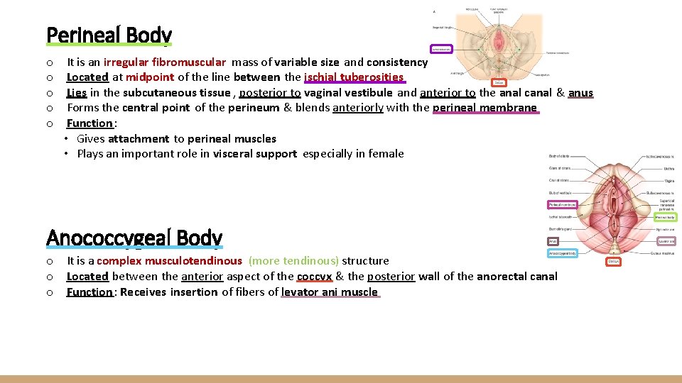 Perineal Body o o o It is an irregular fibromuscular mass of variable size