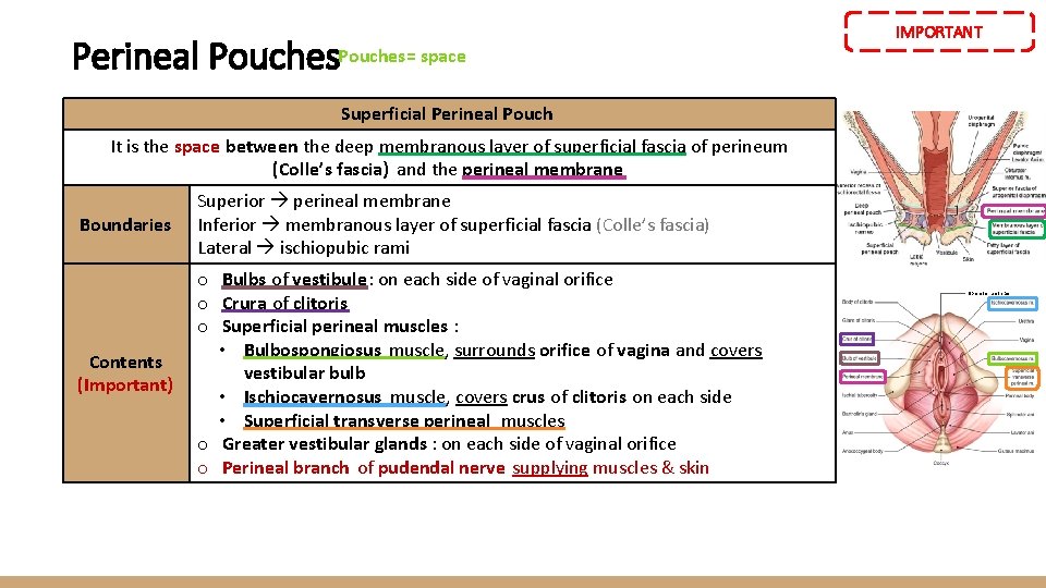 Perineal Pouches= space IMPORTANT Superficial Perineal Pouch It is the space between the deep