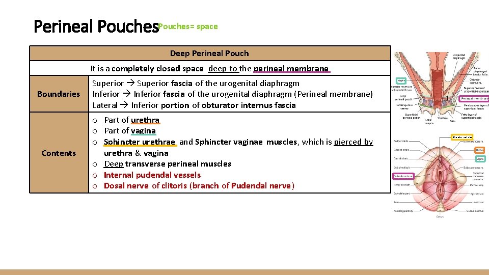 Perineal Pouches= space Deep Perineal Pouch It is a completely closed space deep to