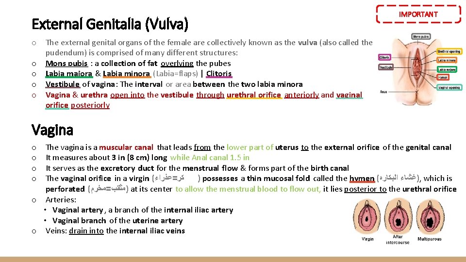 External Genitalia (Vulva) IMPORTANT o The external genital organs of the female are collectively