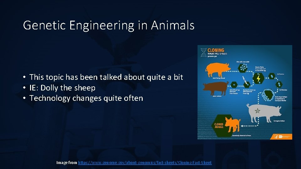 Genetic Engineering in Animals • This topic has been talked about quite a bit