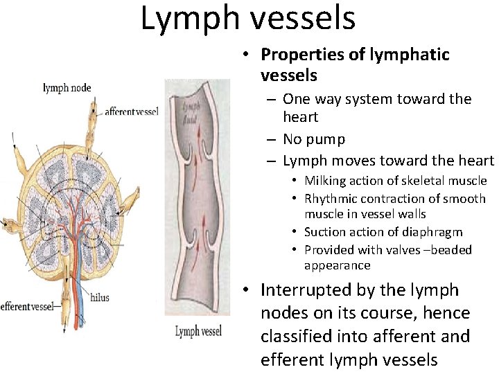 Lymph vessels • Properties of lymphatic vessels – One way system toward the heart