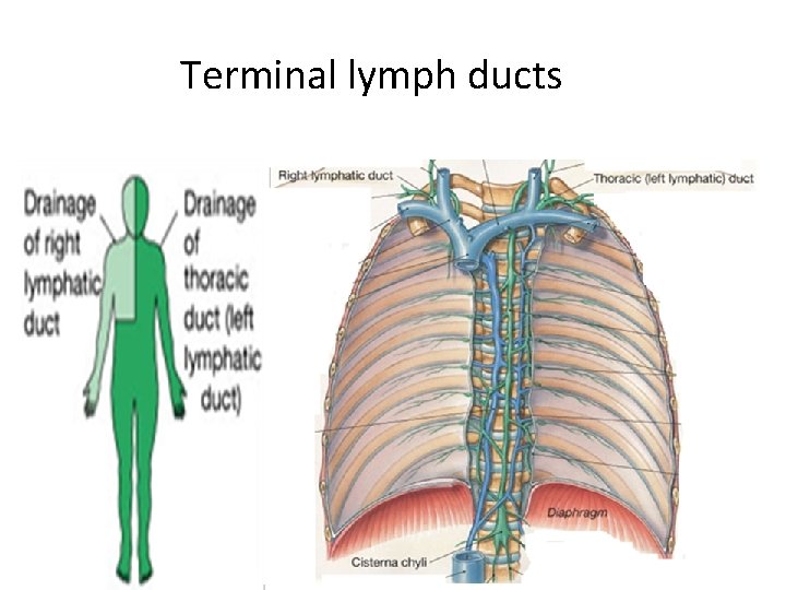 Terminal lymph ducts 