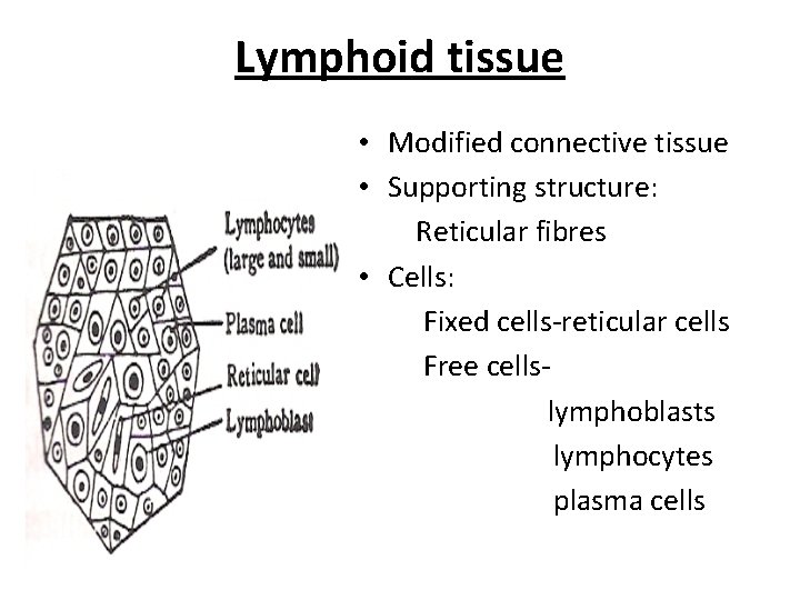 Lymphoid tissue • Modified connective tissue • Supporting structure: Reticular fibres • Cells: Fixed