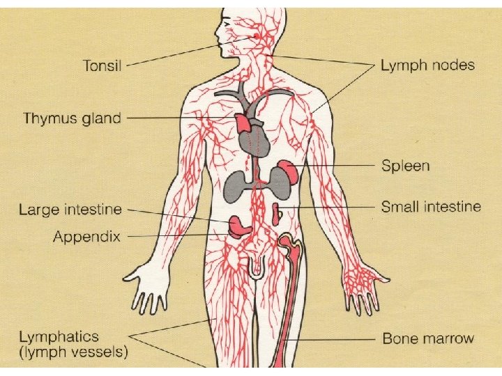 Lymphatics – Originate as lymph capillaries – Capillaries unite to form larger vessels •