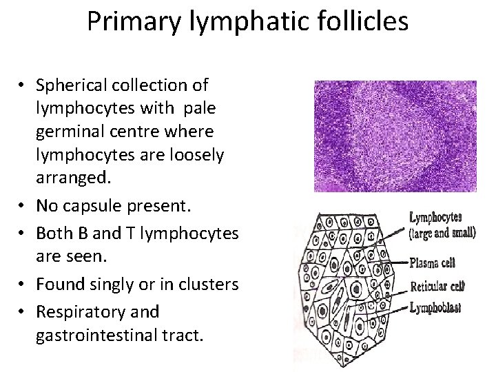 Primary lymphatic follicles • Spherical collection of lymphocytes with pale germinal centre where lymphocytes