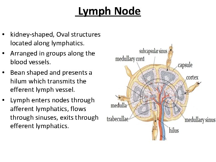 Lymph Node • kidney-shaped, Oval structures located along lymphatics. • Arranged in groups along