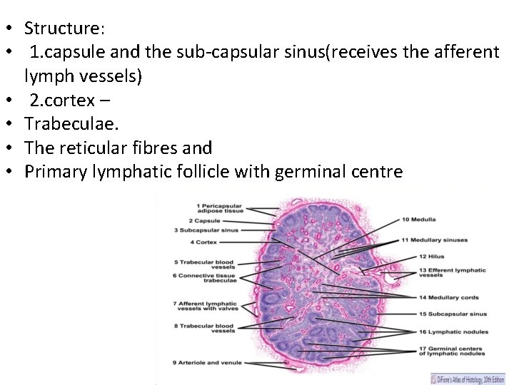  • Structure: • 1. capsule and the sub-capsular sinus(receives the afferent lymph vessels)