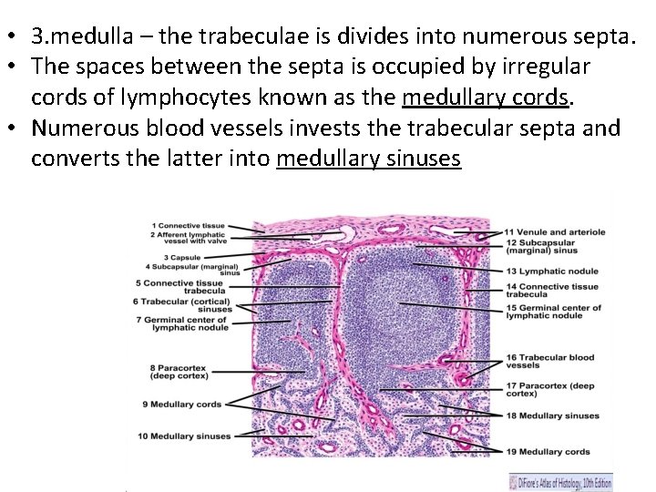  • 3. medulla – the trabeculae is divides into numerous septa. • The