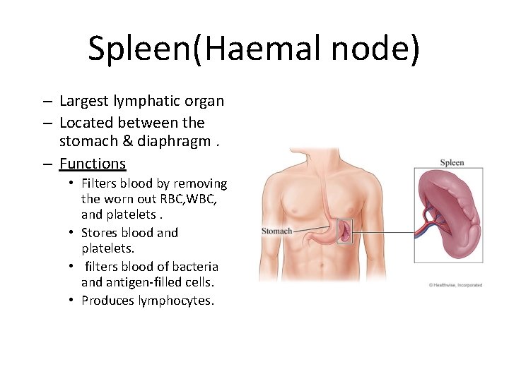 Spleen(Haemal node) – Largest lymphatic organ – Located between the stomach & diaphragm. –