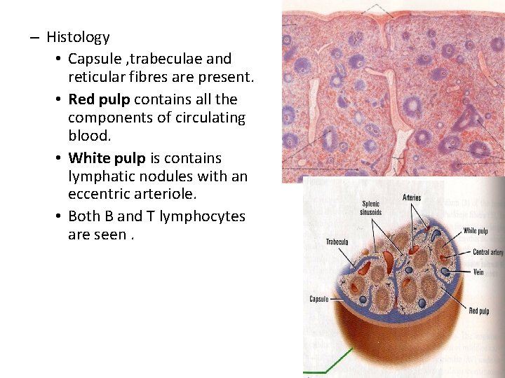 – Histology • Capsule , trabeculae and reticular fibres are present. • Red pulp