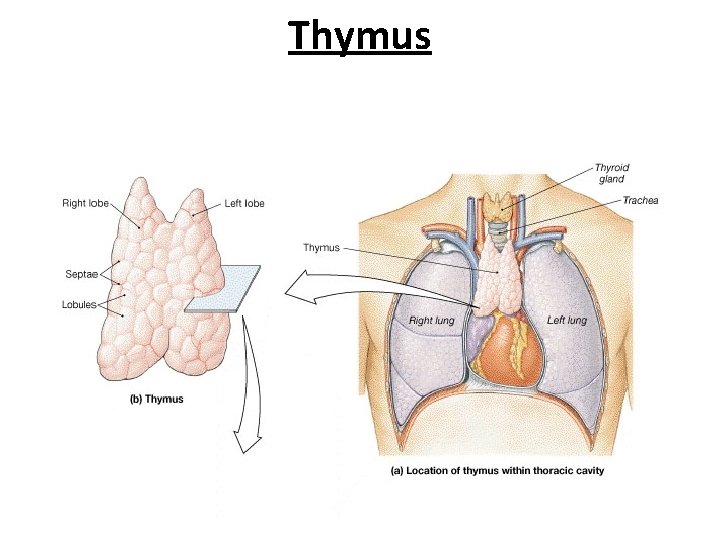 Thymus 