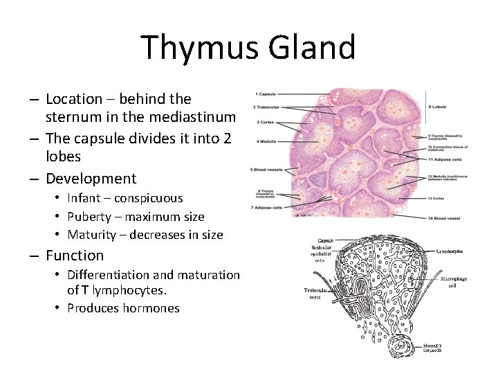 Thymus Gland – Location – behind the sternum in the mediastinum – The capsule