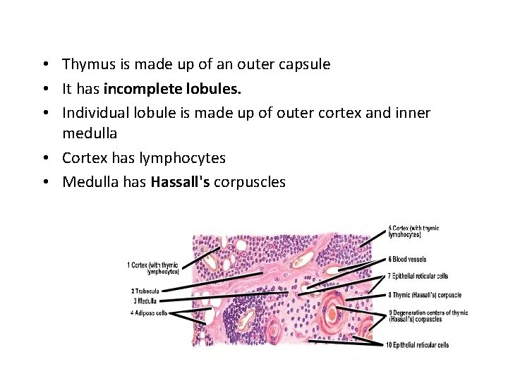  • Thymus is made up of an outer capsule • It has incomplete