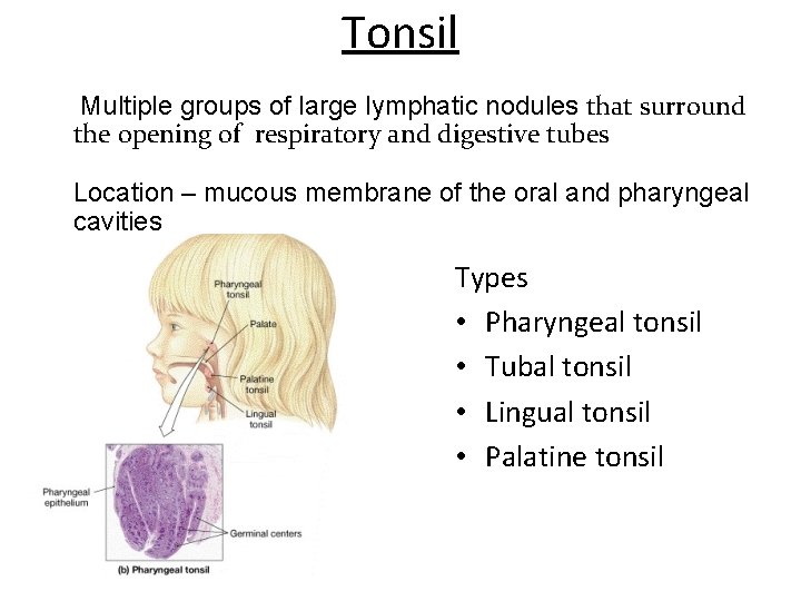 Tonsil Multiple groups of large lymphatic nodules that surround the opening of respiratory and