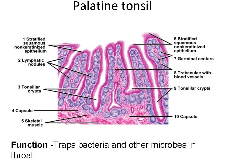 Palatine tonsil Function -Traps bacteria and other microbes in throat. 