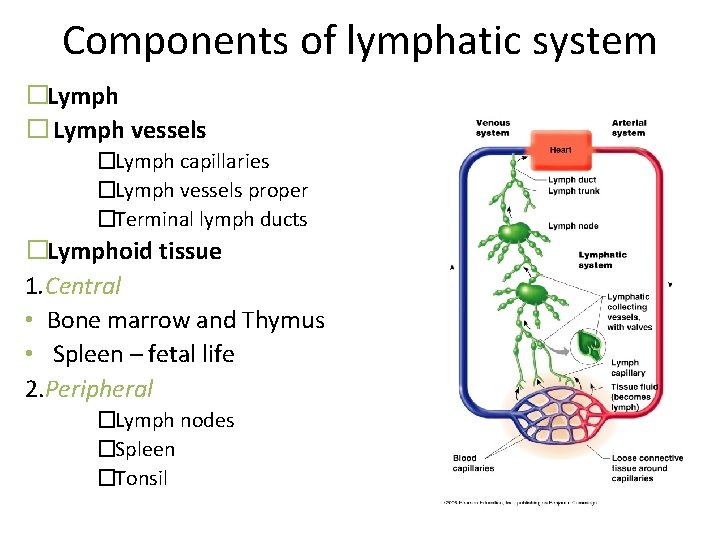 Components of lymphatic system �Lymph � Lymph vessels �Lymph capillaries �Lymph vessels proper �Terminal