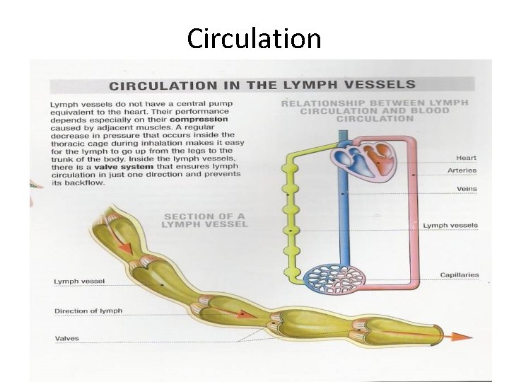 Circulation 