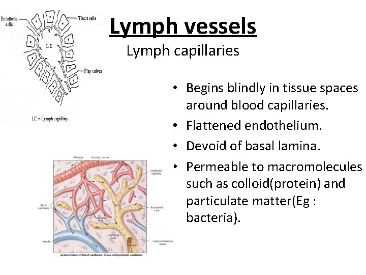 Lymph vessels Lymph capillaries • Begins blindly in tissue spaces around blood capillaries. •