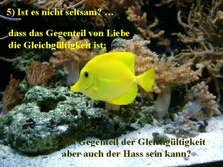 5) Ist es nicht seltsam? … dass das Gegenteil von Liebe die Gleichgültigkeit ist; 5) Ist es nicht seltsam? … dass das Gegenteil von Liebe die Gleichgültigkeit ist;