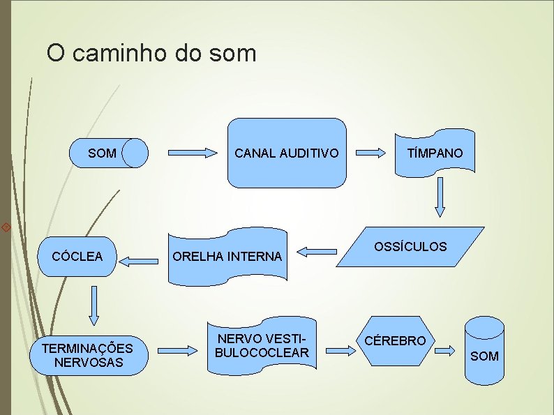 O caminho do som SOM CANAL AUDITIVO TÍMPANO CÓCLEA TERMINAÇÕES NERVOSAS ORELHA INTERNA NERVO