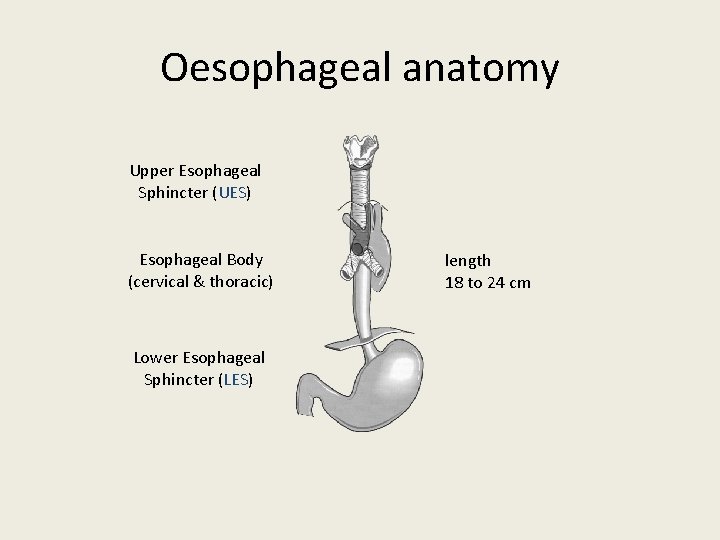 Esophageal Disorders Dr Nadia zawi Department of Gastroenterology