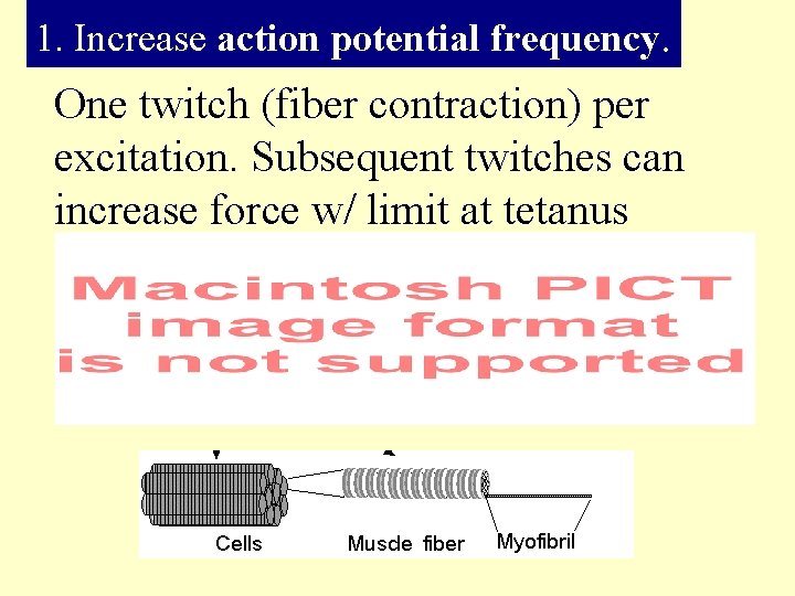 1. Increase action potential frequency. One twitch (fiber contraction) per excitation. Subsequent twitches can