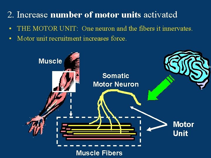 2. Increase number of motor units activated • THE MOTOR UNIT: One neuron and