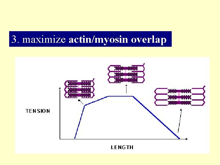 3. maximize actin/myosin overlap 