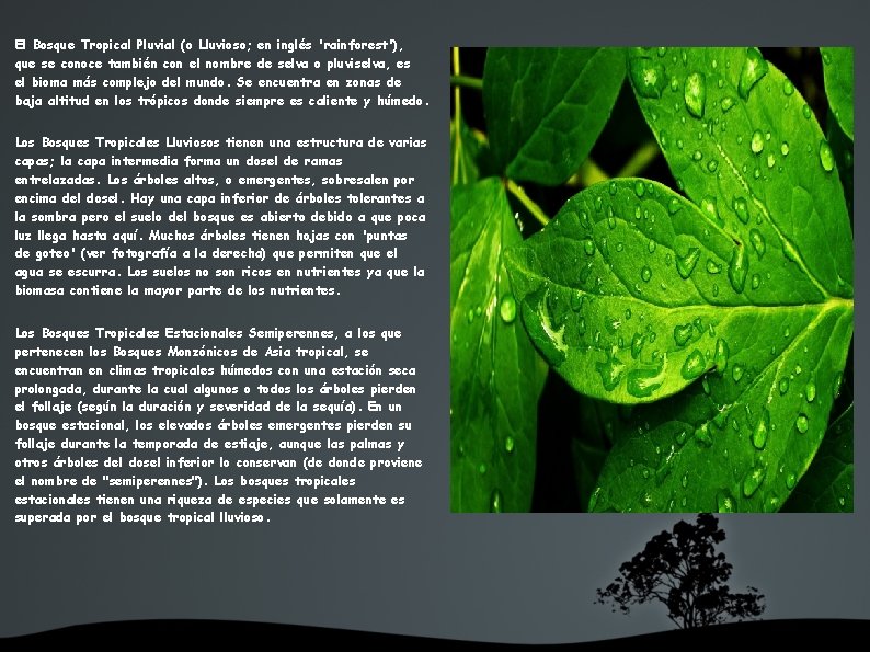 El Bosque Tropical Pluvial o Lluvioso en ingls