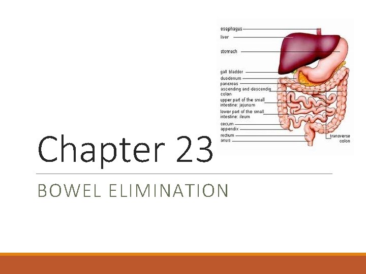 Chapter 23 BOWEL ELIMINATION 