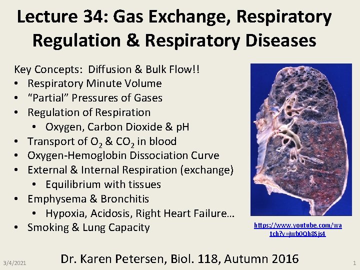 Lecture 34: Gas Exchange, Respiratory Regulation & Respiratory Diseases Key Concepts: Diffusion & Bulk Lecture 34: Gas Exchange, Respiratory Regulation & Respiratory Diseases Key Concepts: Diffusion & Bulk