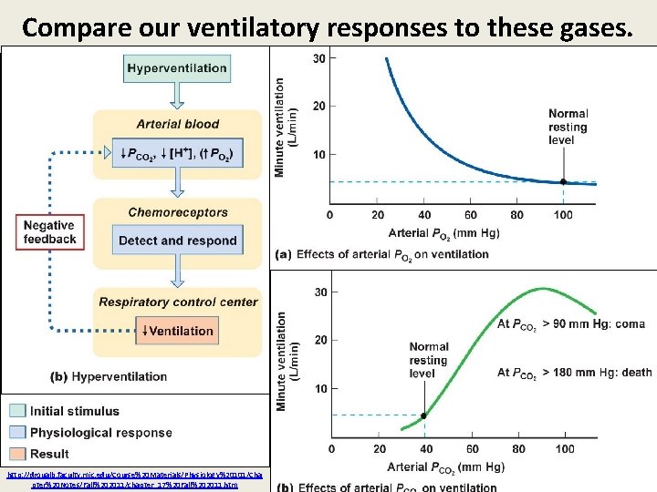 Compare our ventilatory responses to these gases. http: //droualb. faculty. mjc. edu/Course%20 Materials/Physiology%20101/Cha pter%20 Compare our ventilatory responses to these gases. http: //droualb. faculty. mjc. edu/Course%20 Materials/Physiology%20101/Cha pter%20
