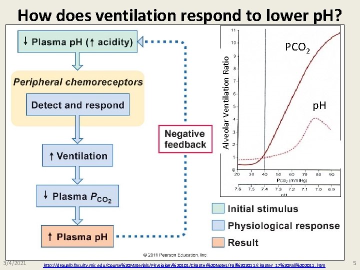 How does ventilation respond to lower p. H? Alveolar Ventilation Ratio PCO 2 3/4/2021 How does ventilation respond to lower p. H? Alveolar Ventilation Ratio PCO 2 3/4/2021