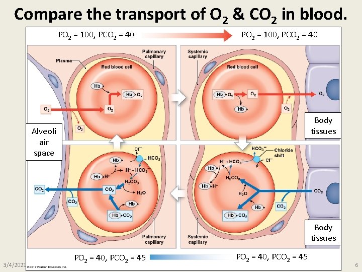 Compare the transport of O 2 & CO 2 in blood. PO 2 = Compare the transport of O 2 & CO 2 in blood. PO 2 =