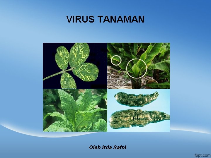 VIRUS TANAMAN Oleh Irda Safni 