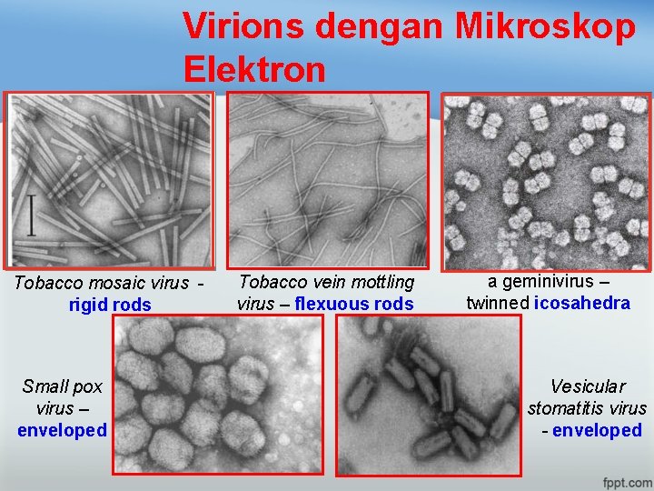Virions dengan Mikroskop Elektron Tobacco mosaic virus rigid rods Small pox virus – enveloped