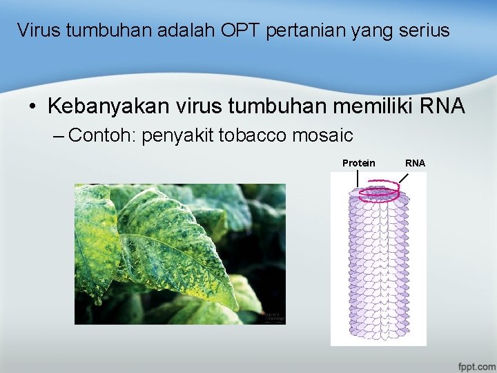 Virus tumbuhan adalah OPT pertanian yang serius • Kebanyakan virus tumbuhan memiliki RNA –