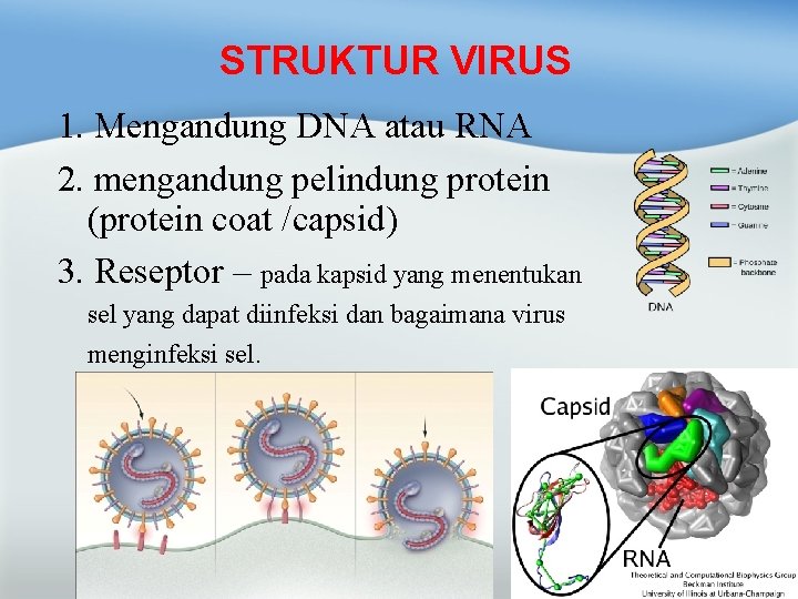 STRUKTUR VIRUS 1. Mengandung DNA atau RNA 2. mengandung pelindung protein (protein coat /capsid)