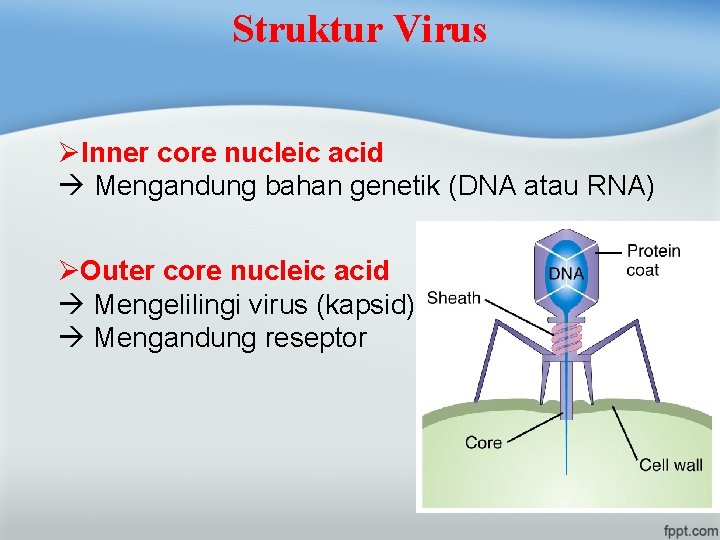 Struktur Virus ØInner core nucleic acid Mengandung bahan genetik (DNA atau RNA) ØOuter core