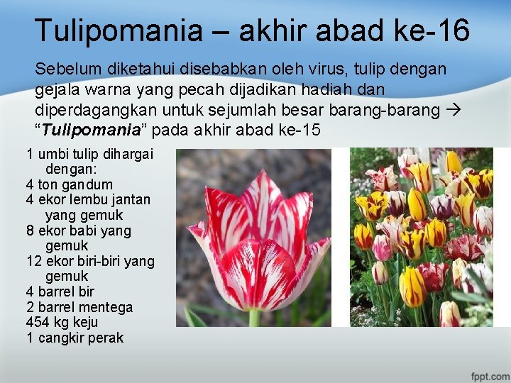 Tulipomania – akhir abad ke-16 Sebelum diketahui disebabkan oleh virus, tulip dengan gejala warna