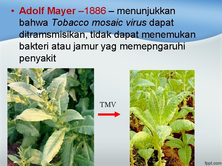  • Adolf Mayer – 1886 – menunjukkan bahwa Tobacco mosaic virus dapat ditramsmisikan,